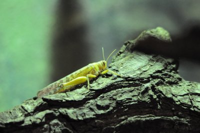 Si petit_4298444147_l.jpg